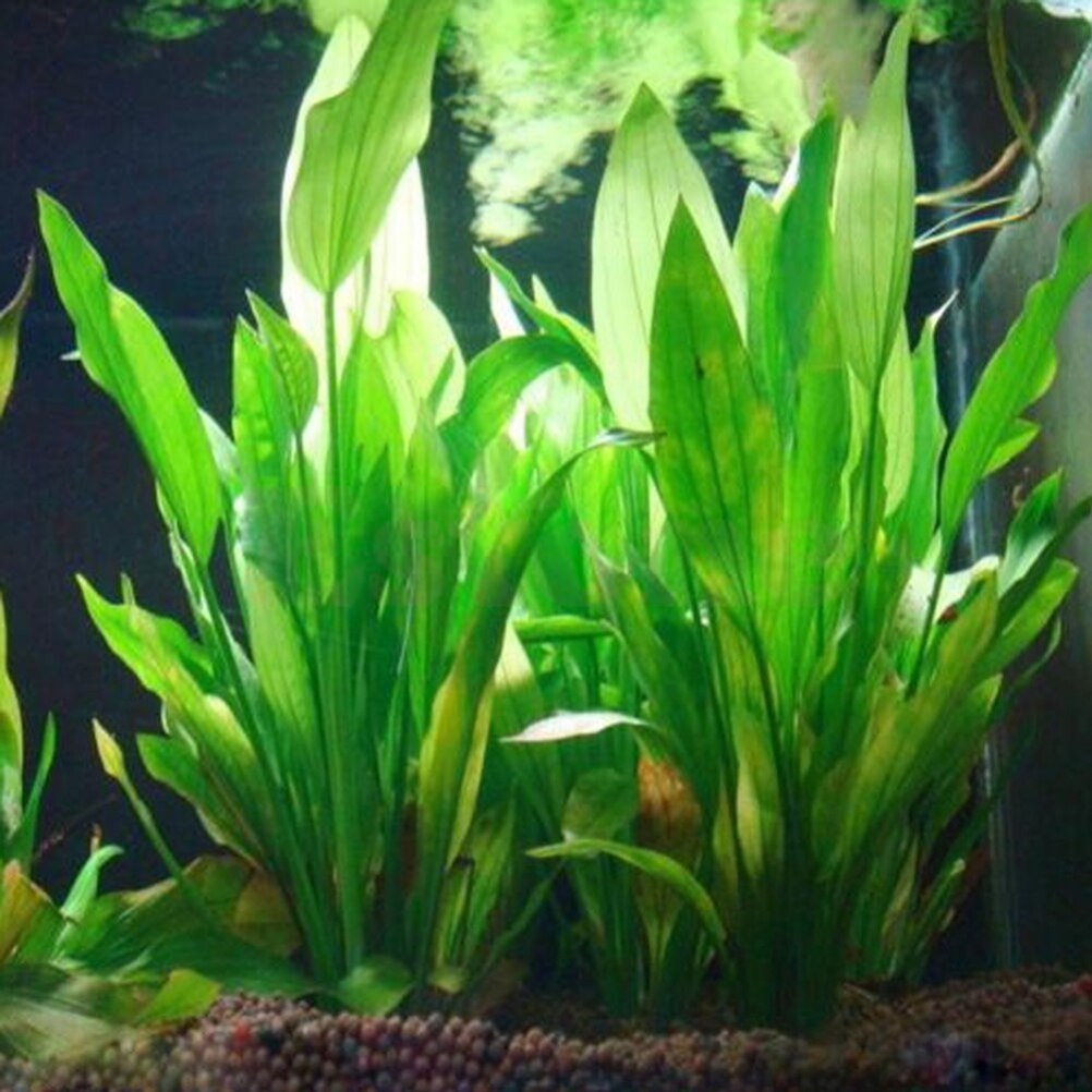 Marine Aquarium All In One - 15 سنتيمتر حوض السمك الاصطناعي ديكور